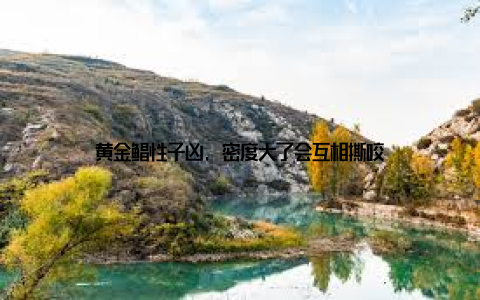 黄金鲳性子凶, 密度大了会互相撕咬