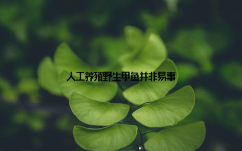 人工养殖野生甲鱼并非易事