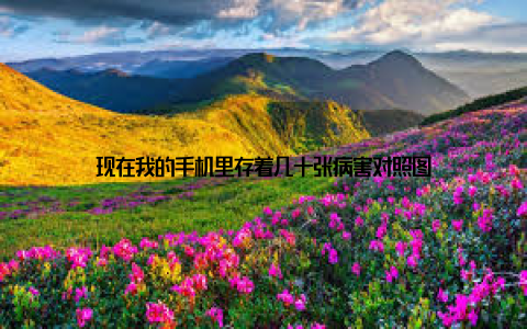 现在我的手机里存着几十张病害对照图