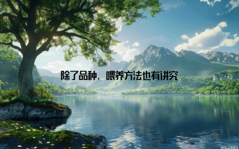 除了品种, 喂养方法也有讲究