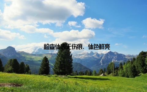 – 检查体表无伤痕、体色鲜亮