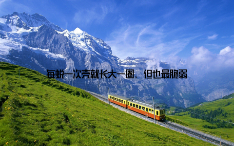 每蜕一次壳就长大一圈, 但也最脆弱