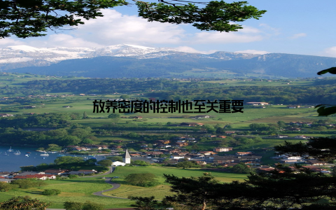 放养密度的控制也至关重要