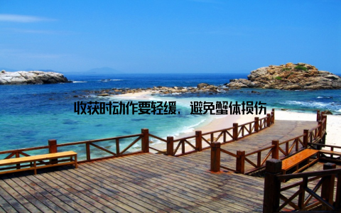 收获时动作要轻缓, 避免蟹体损伤