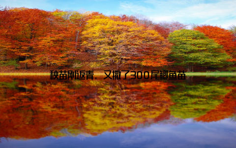 秧苗刚返青, 又撒了300尾鲫鱼苗