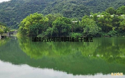捕捞方式可采用网捕或干塘法