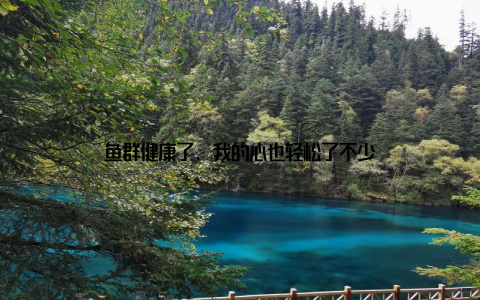鱼群健康了, 我的心也轻松了不少