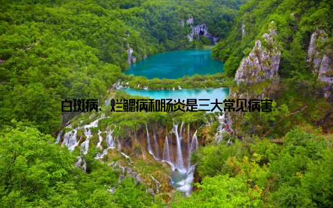 白斑病、烂鳃病和肠炎是三大常见病害