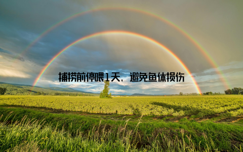 捕捞前停喂1天, 避免鱼体损伤