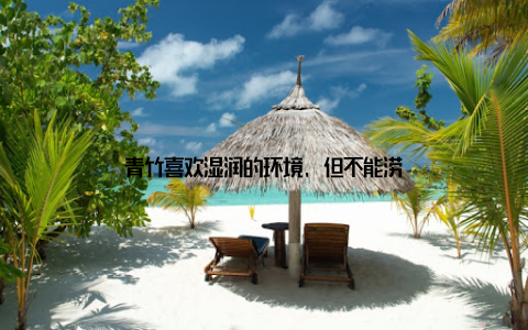 青竹喜欢湿润的环境, 但不能涝