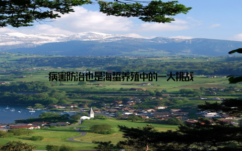 病害防治也是海蜇养殖中的一大挑战